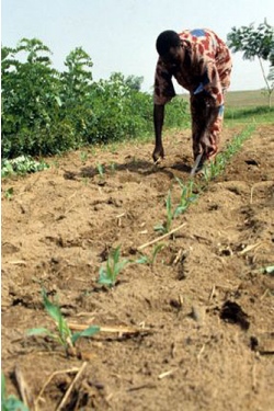 Bonde som dyrker mais. Foto fra IITA image library. CC-BY-NC